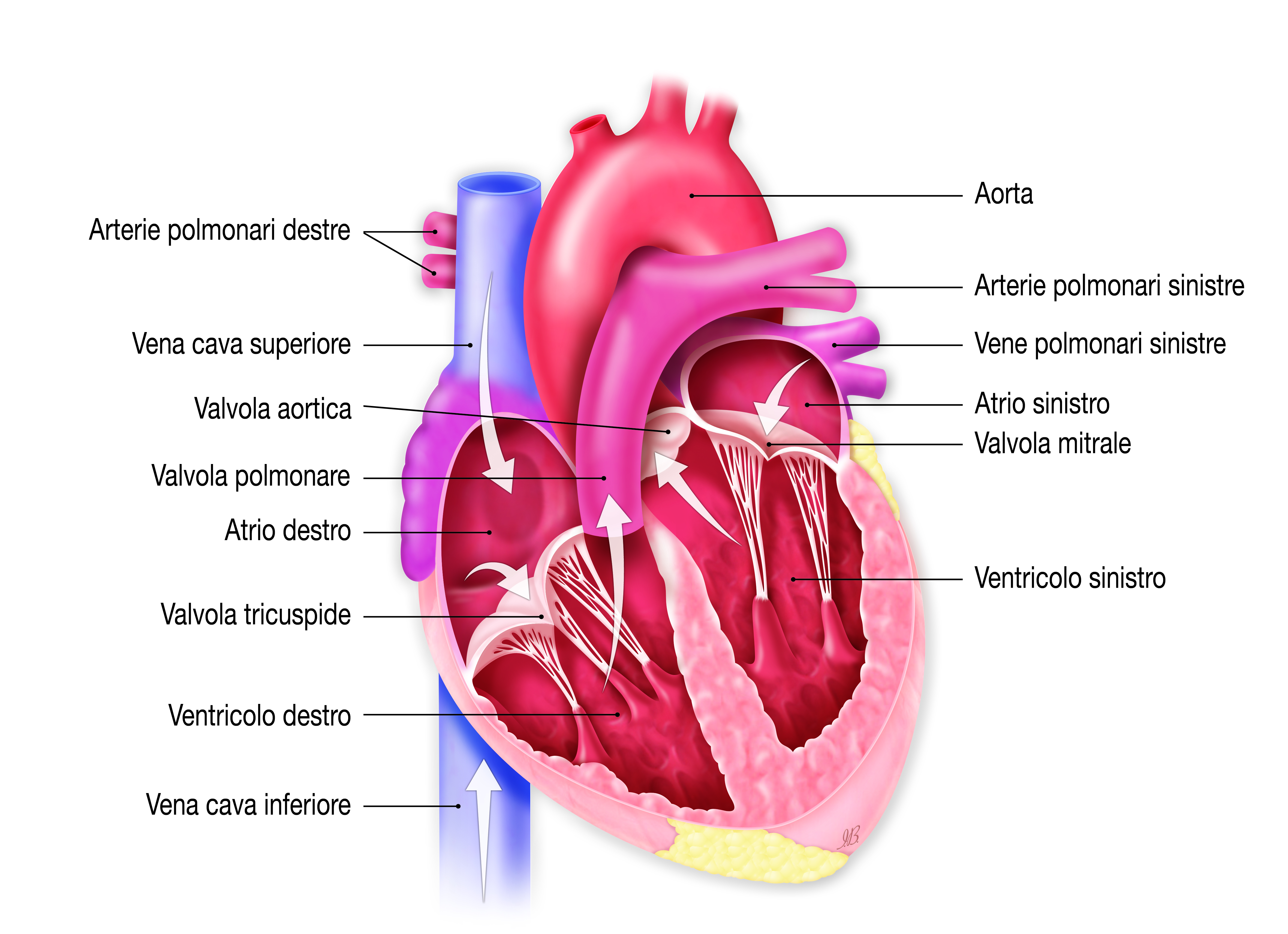 7_ANATOMIA-DEL-CUORE.jpg